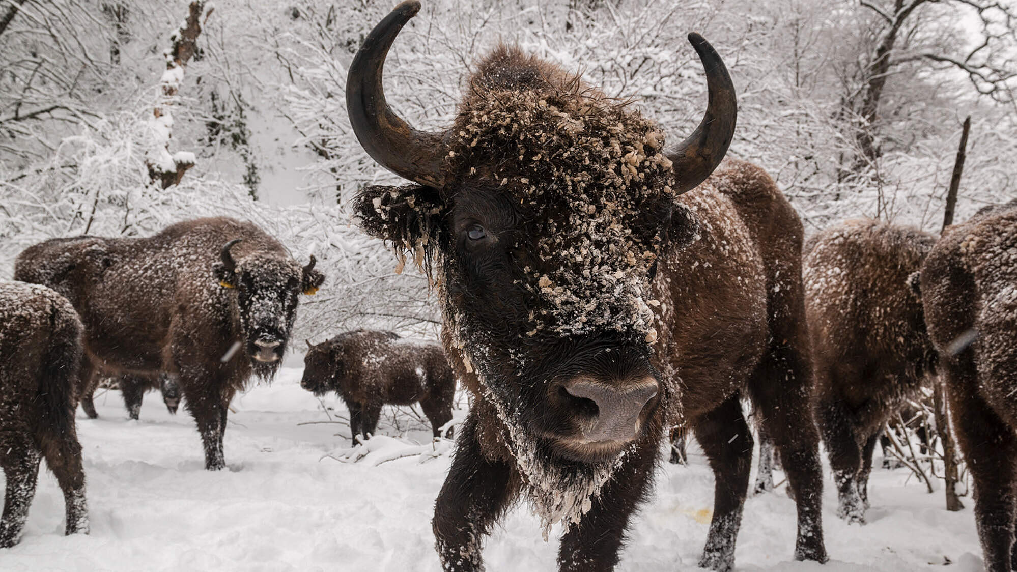 Wisente in Aserbaidschan © Emil Khalilov / WWF