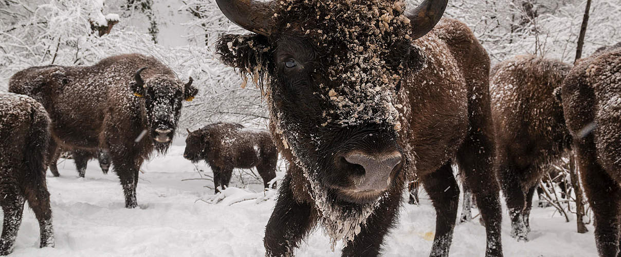 Wisente in Aserbaidschan © Emil Khalilov / WWF