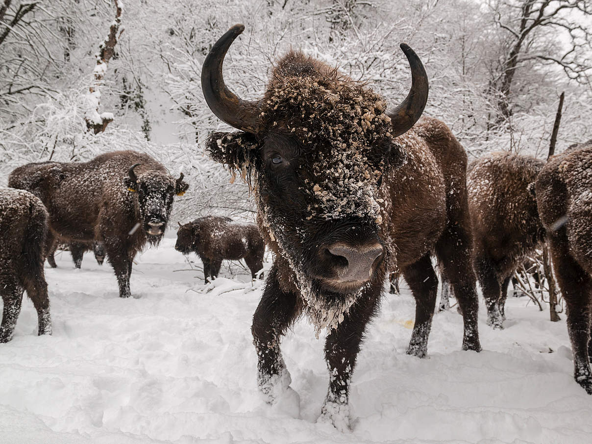 Wisente in Aserbaidschan © Emil Khalilov / WWF