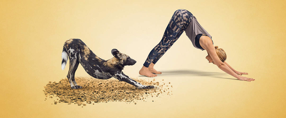 Yoga für Artenvielfalt: Annika Isterling macht den Hund für den Hund © WWF