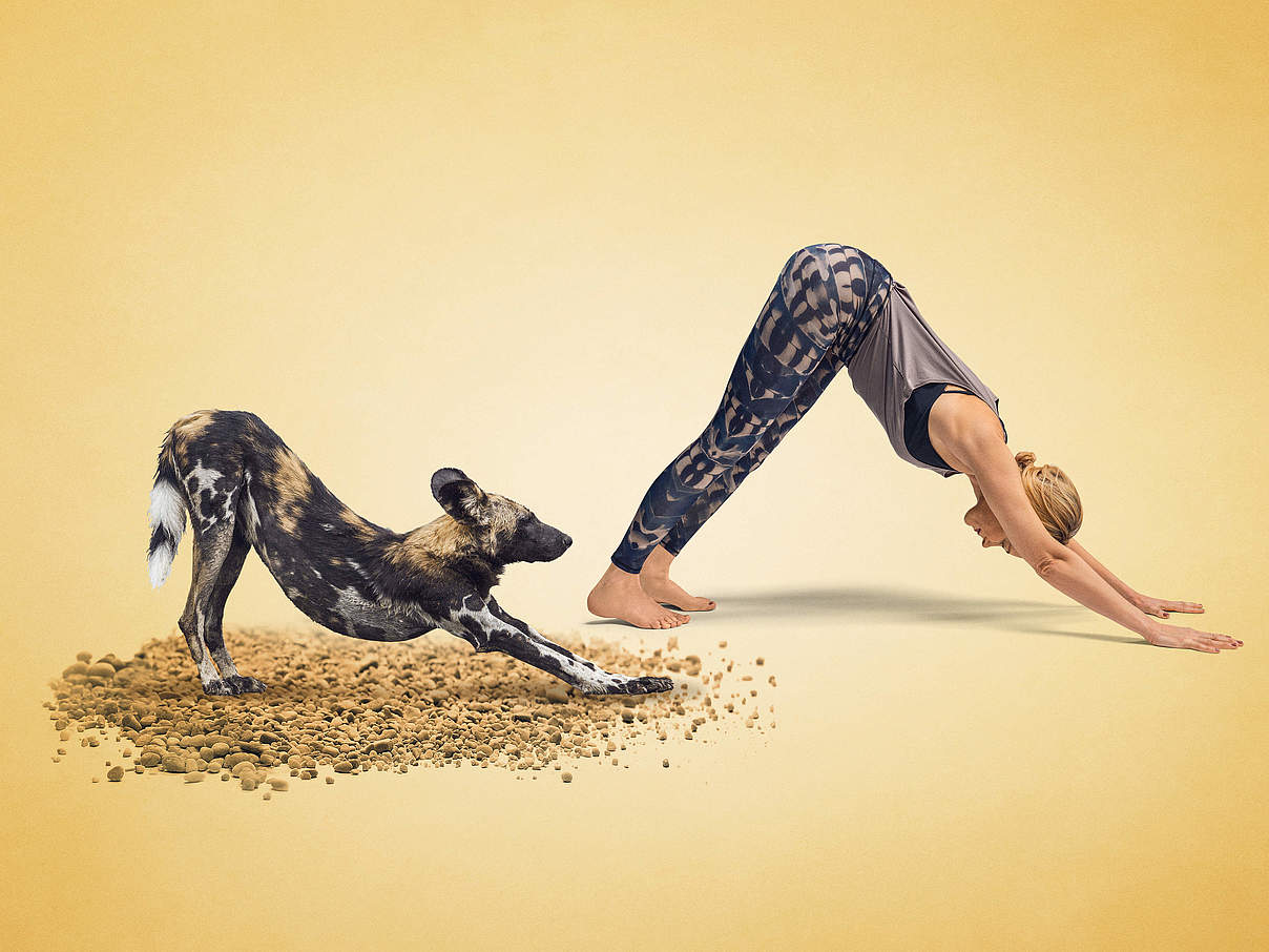 Yoga für Artenvielfalt: Annika Isterling macht den Hund für den Hund © WWF