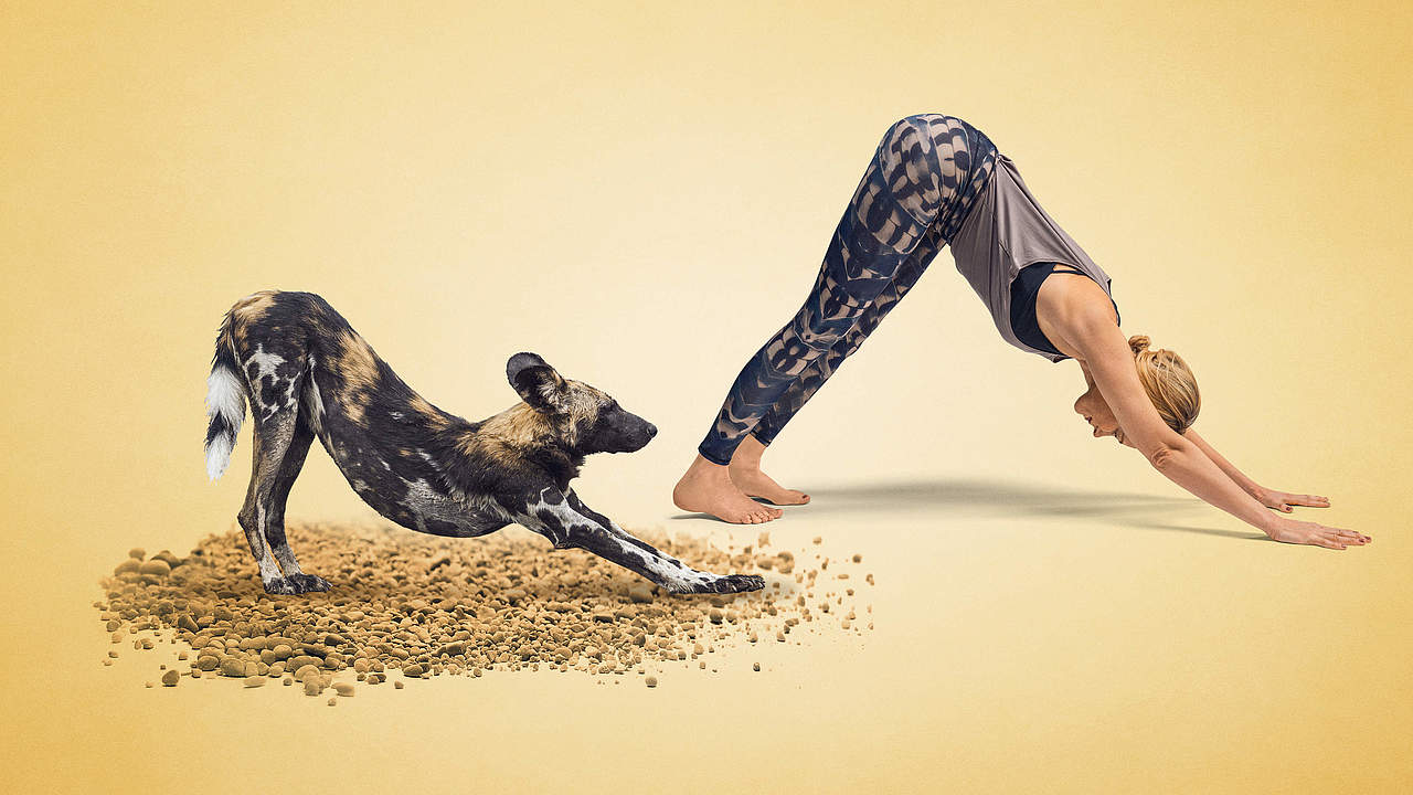 Yoga für Artenvielfalt: Annika Isterling macht den Hund für den Hund © WWF