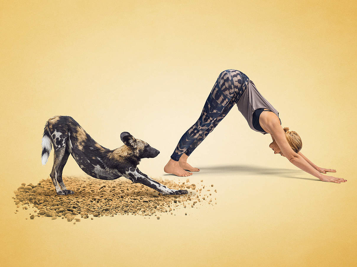 Yoga für Artenvielfalt: Annika Isterling macht den Hund für den Hund © WWF