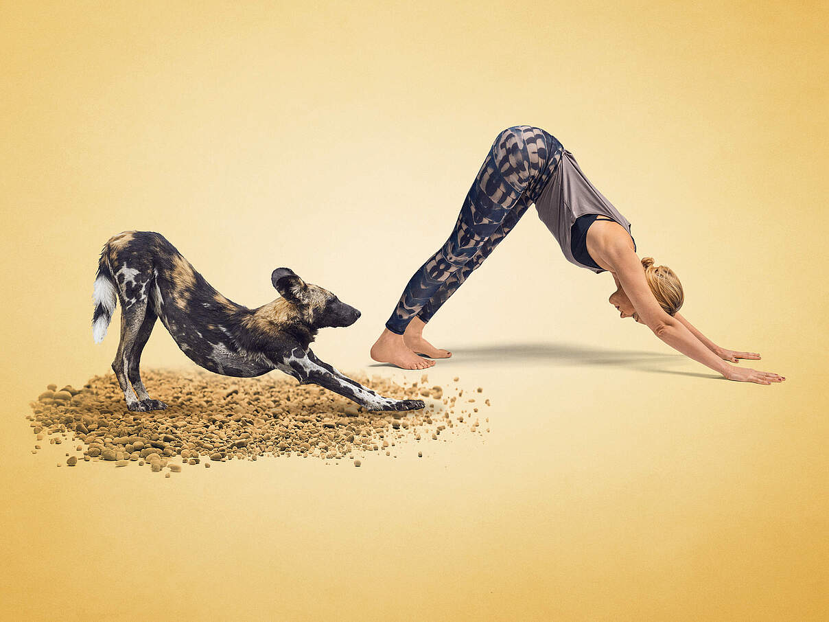 Yoga für Artenvielfalt: Annika Isterling macht den Hund für den Hund © WWF