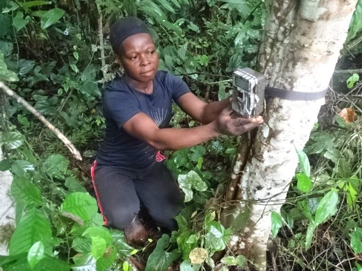 Biomonitoring Mitarbeiterin Marlyse Bebeguewa überprüft eine Kamerafalle in Lobéké © WWF