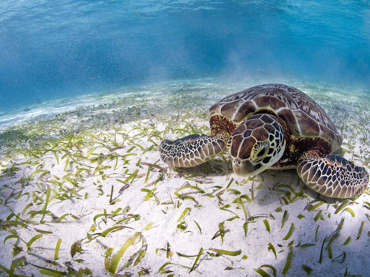 Eine Weitwinkel Aufnahme einer Meereschildkröte die am Meeresgrund auf einer Seegraswiese grast und in die Kamera schaut