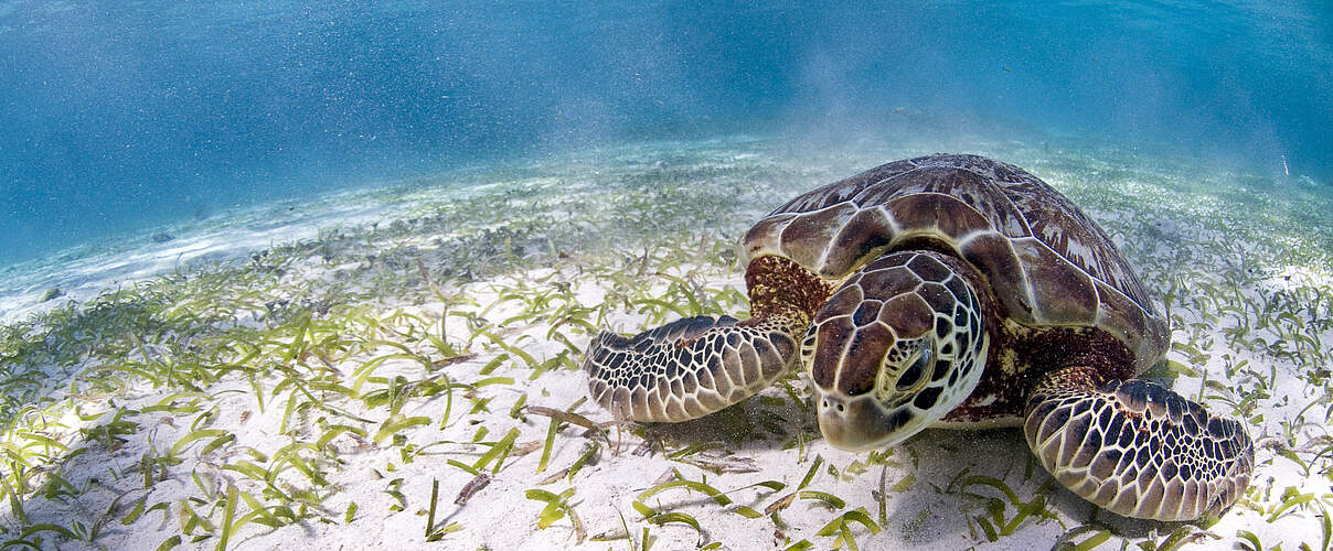 Eine Weitwinkel Aufnahme einer Meereschildkröte die am Meeresgrund auf einer Seegraswiese grast und in die Kamera schaut