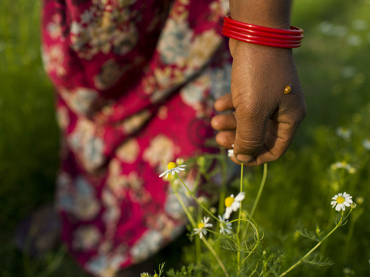 Kamille-Anbau in Nepal hält Elefanten fern © Emmanuel Rondeau / WWF-US