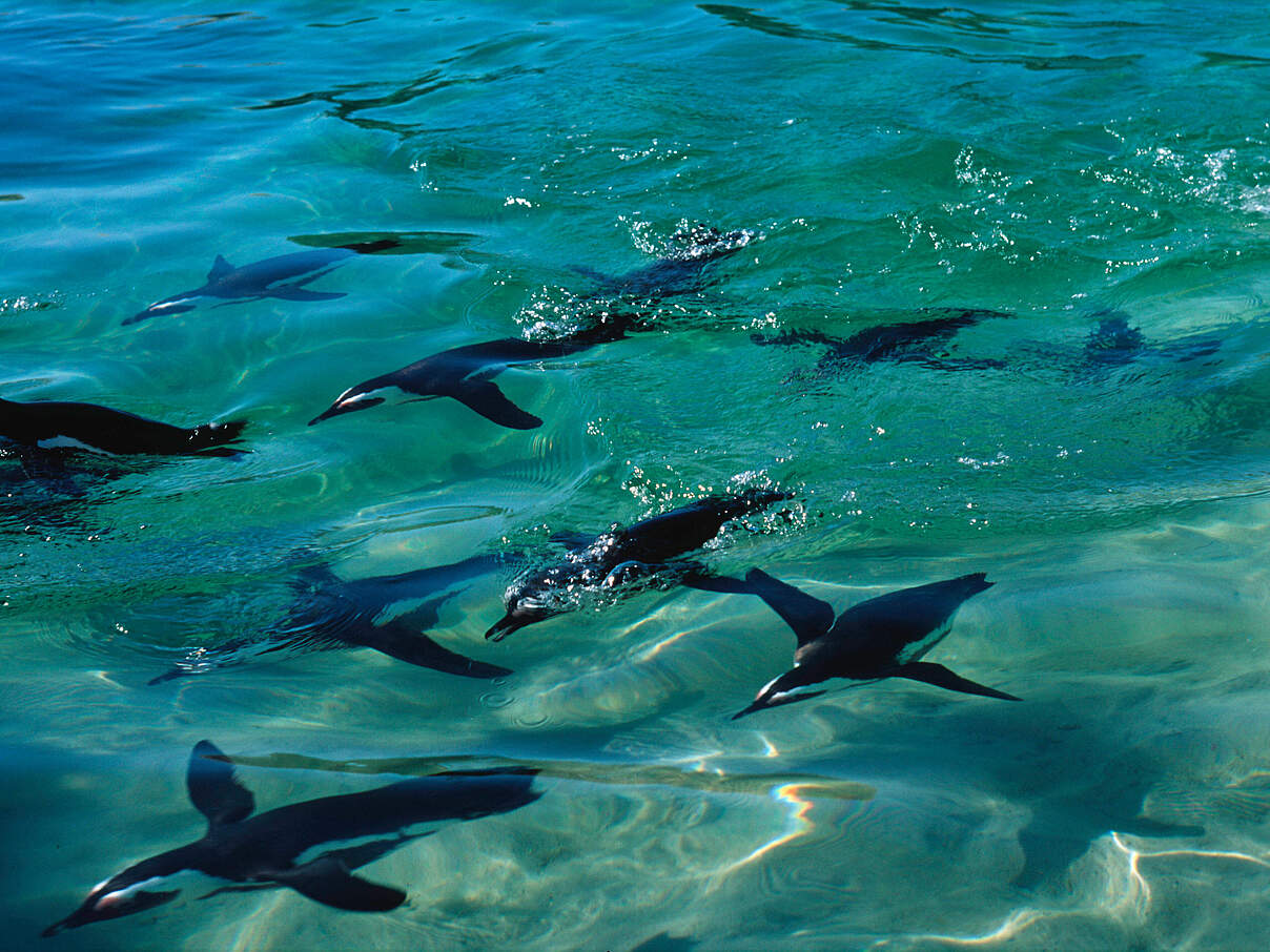 Brillenpinguine unter Wasser 