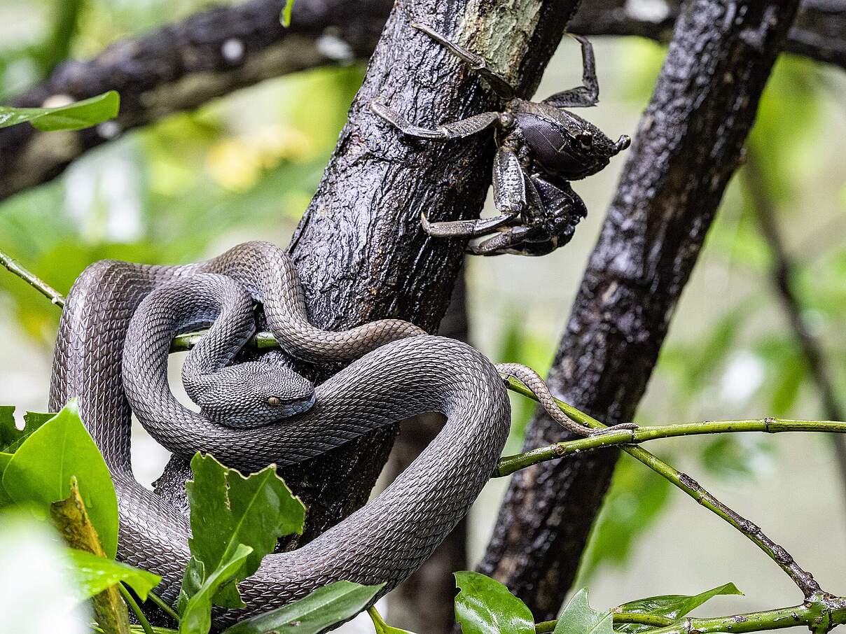 Mangroven sind ein Zuhause für viele Tiere