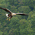 Seeadler © Ralph Frank / WWF