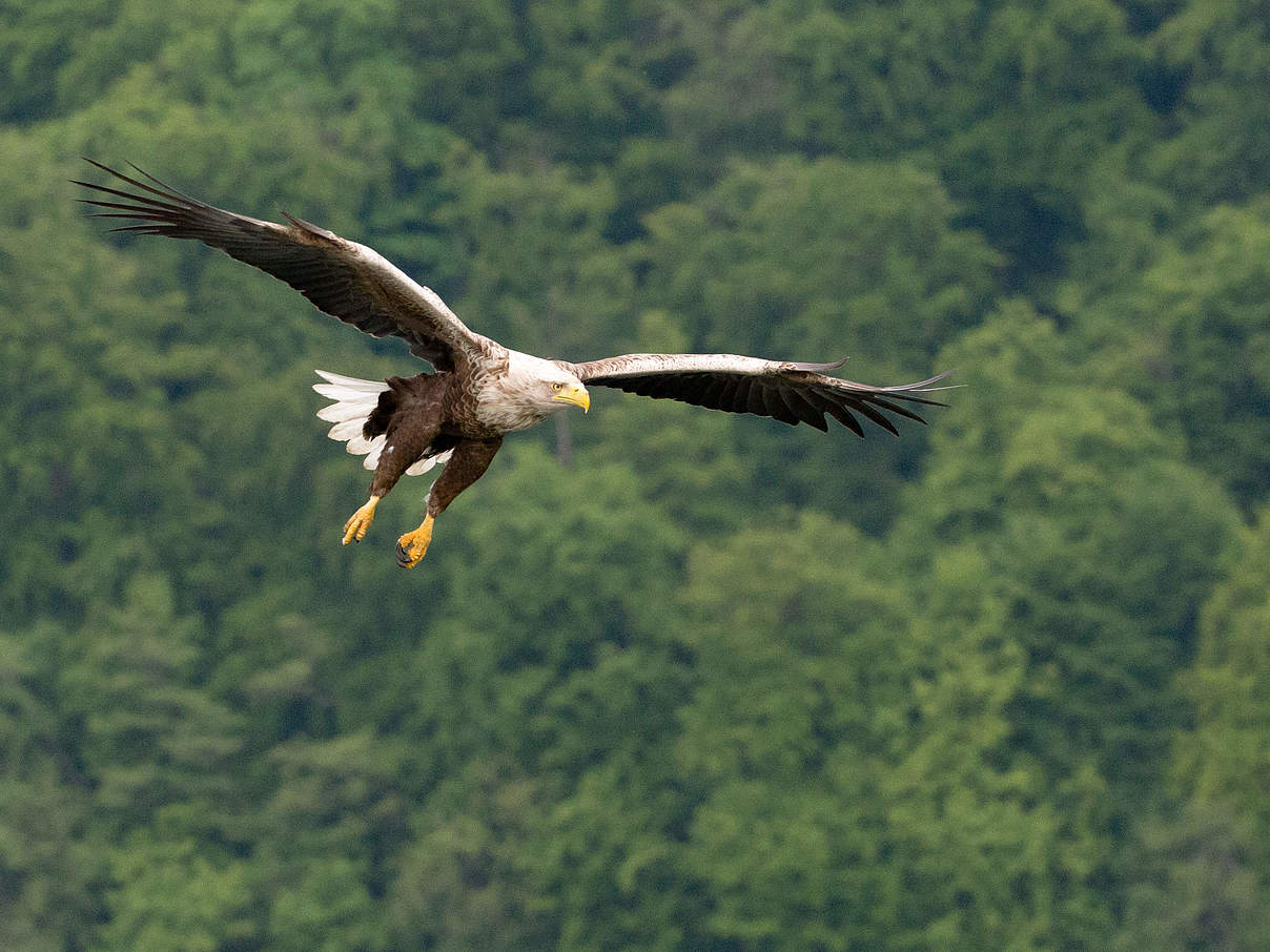 Seeadler © Ralph Frank / WWF