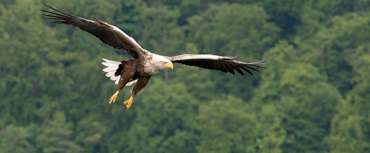 Seeadler © Ralph Frank / WWF