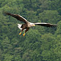 Seeadler © Ralph Frank / WWF