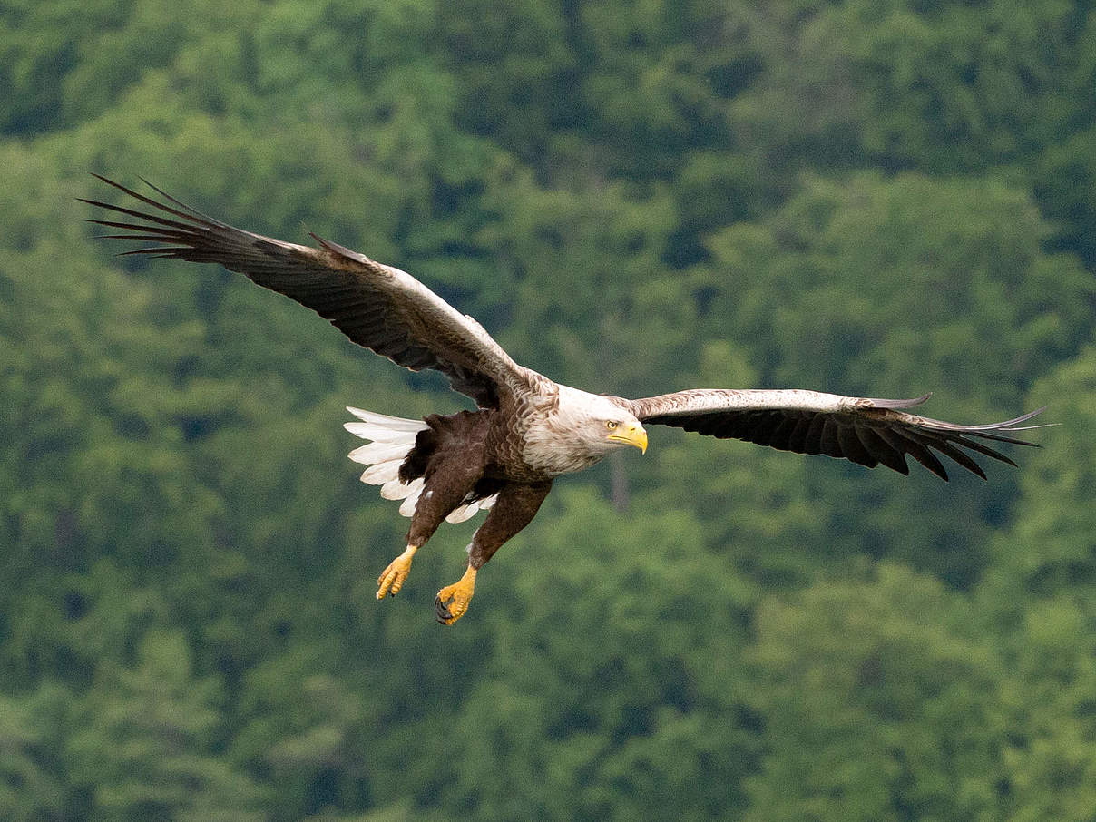 Seeadler © Ralph Frank / WWF