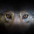 Wolf © Byrdyak / iStock / Getty Images