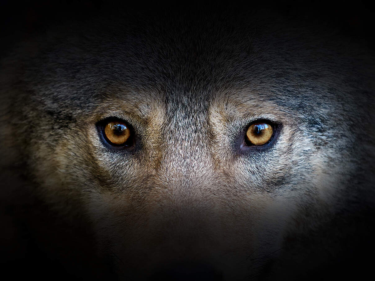 Wolf © Byrdyak / iStock / Getty Images