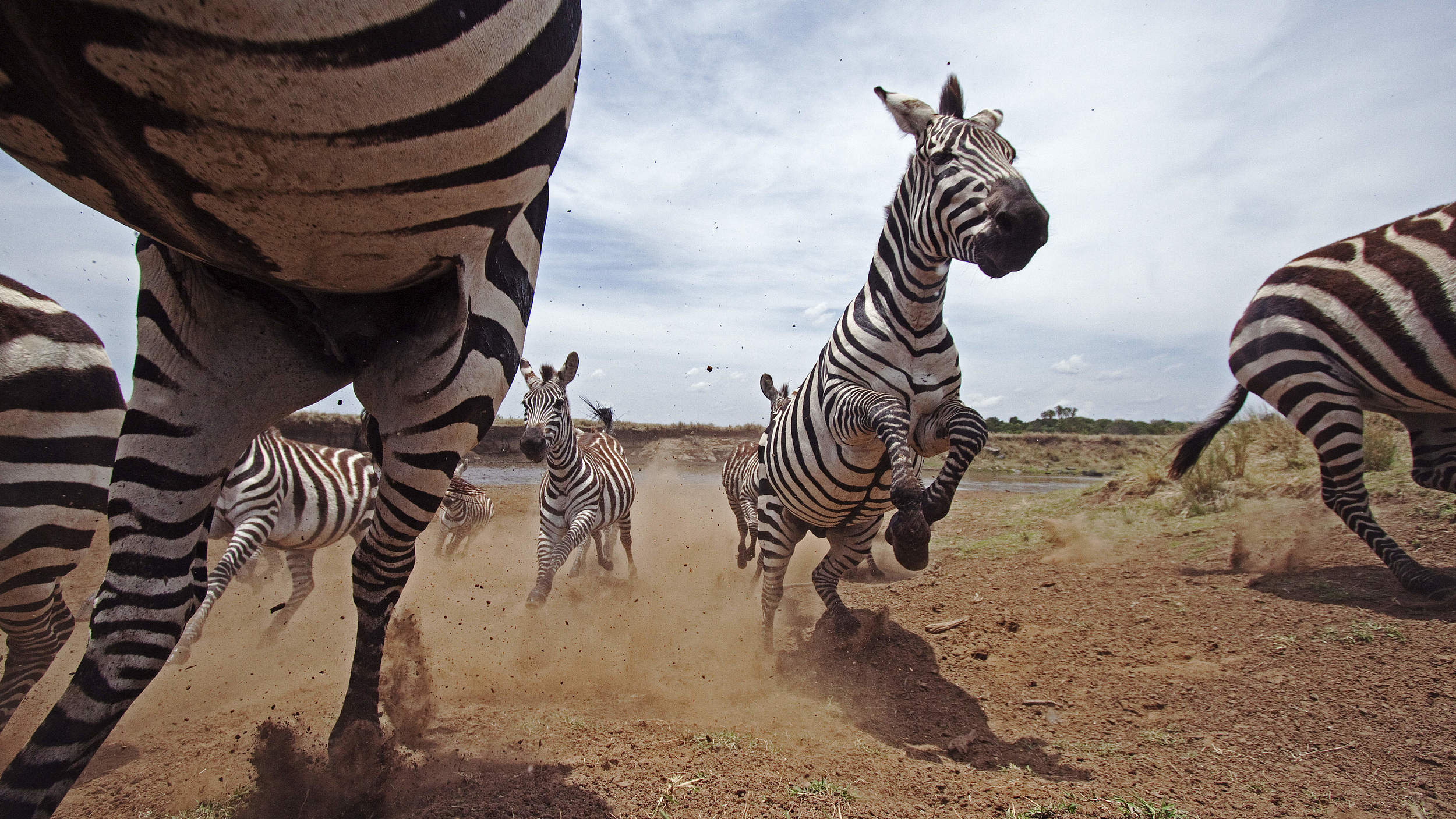 Eine Herde Zebras im wilden Galopp nach der Durchquerung des Mara-Flusses im Masai Mara-Nationalpark in Kenia. © Anup Shah / nature picture library / WWF Eine Herde Zebras im wilden Galopp nach der Durchquerung des Mara-Flusses im Masai Mara-Nationalpark in Kenia. © Anup Shah / nature picture library / WWF