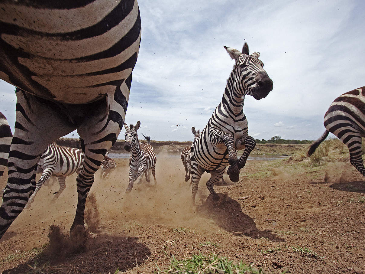 Eine Herde Zebras im wilden Galopp nach der Durchquerung des Mara-Flusses im Masai Mara-Nationalpark in Kenia. © Anup Shah / nature picture library / WWF