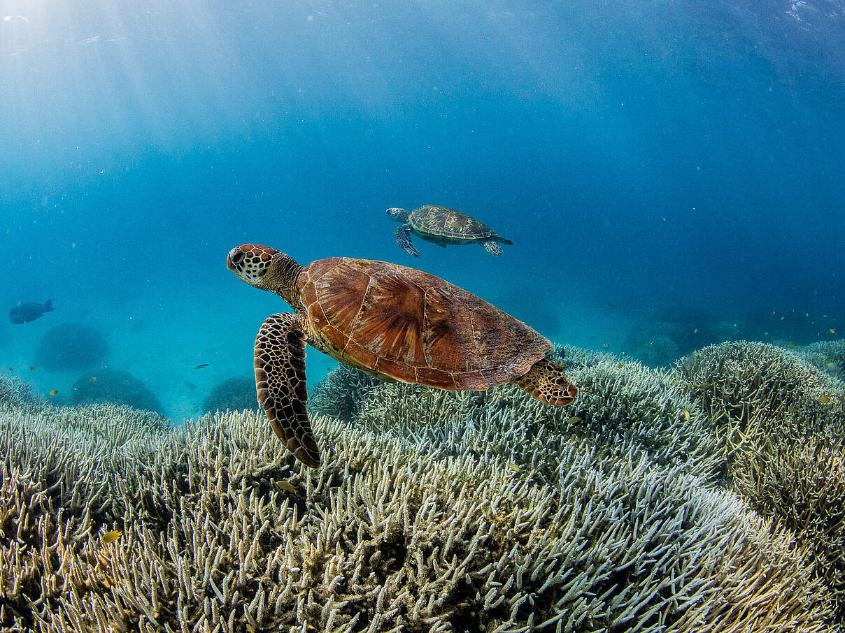 Korallenbleiche am Great Barrier Reef in Australien 2024