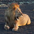 Löwe im Nyerere Nationalpark © Lion Landscapes