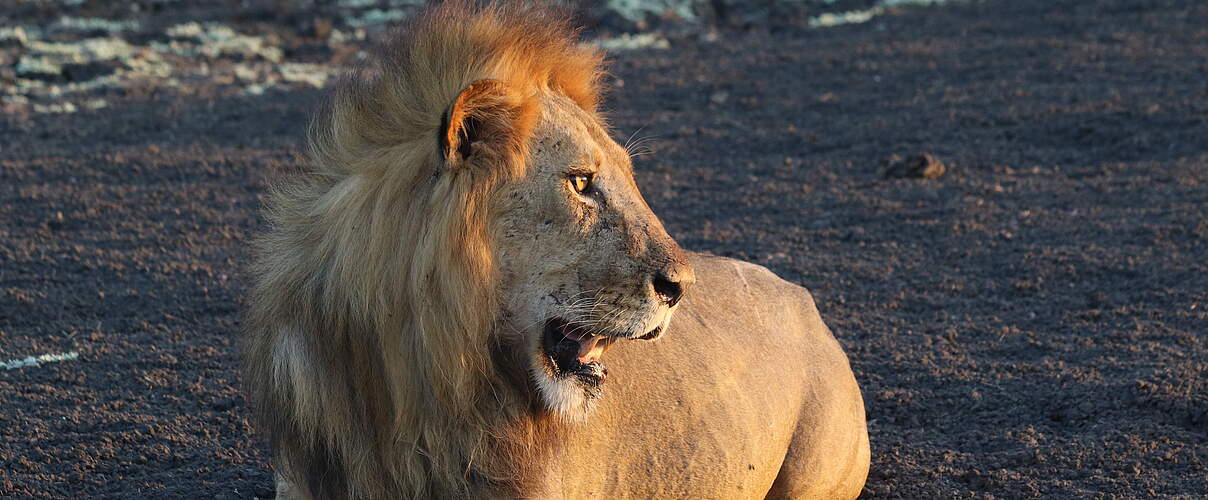 Löwe im Nyerere Nationalpark © Lion Landscapes