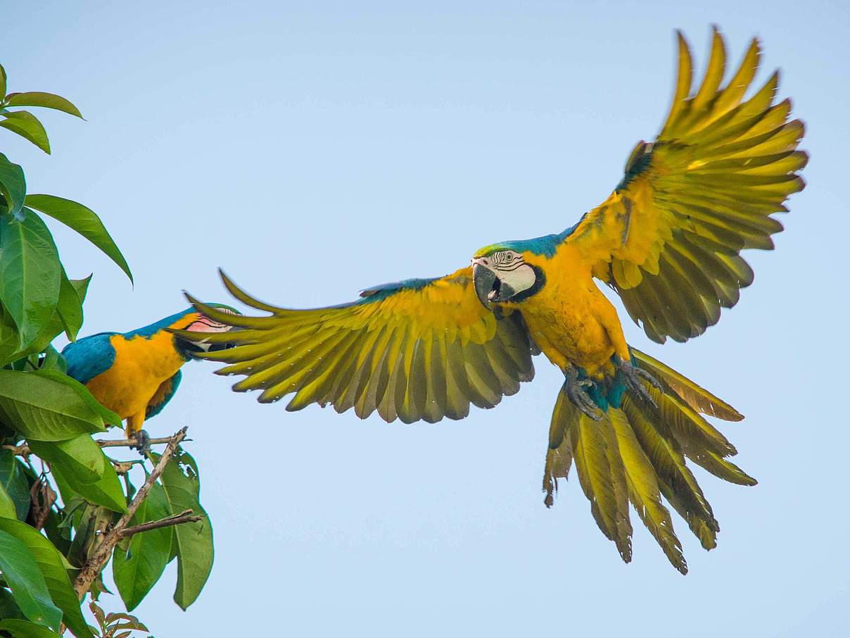 Fliegender Ara © Ricardo Lisboa / WWF USA