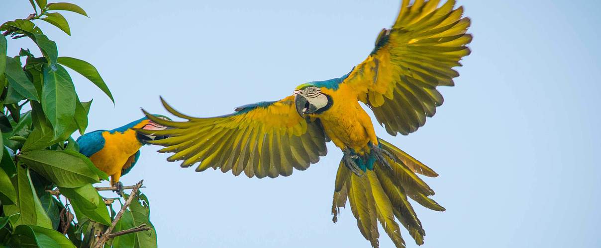 Fliegender Ara © Ricardo Lisboa / WWF USA