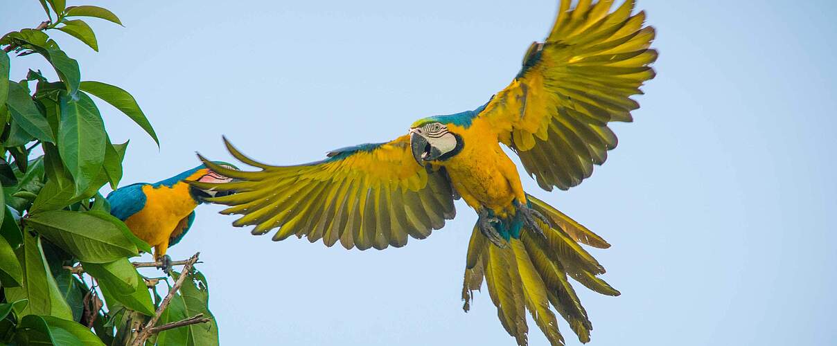 Fliegender Ara © Ricardo Lisboa / WWF USA