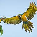 Fliegender Ara © Ricardo Lisboa / WWF USA