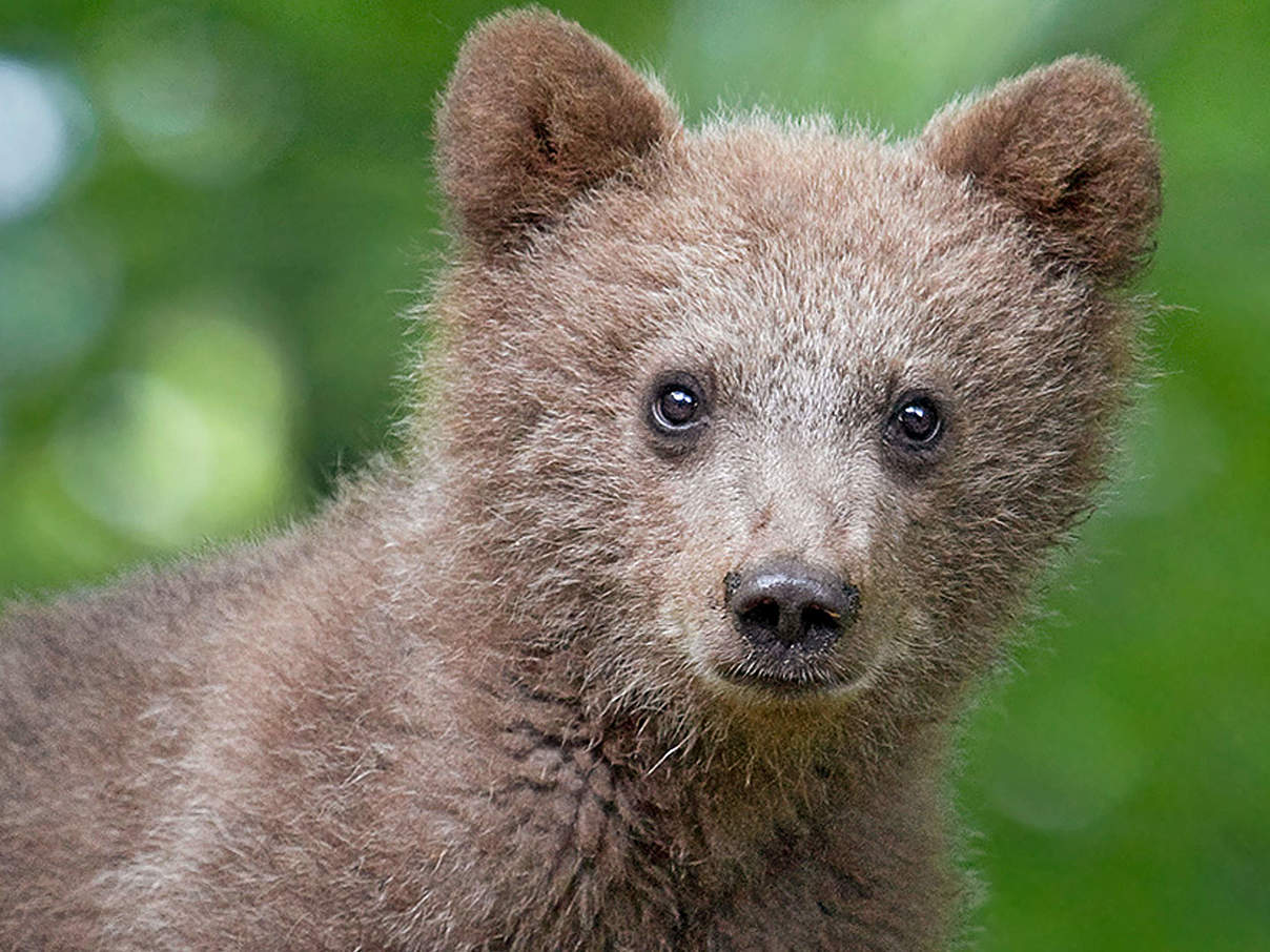 Braunbär-Junges © Shutterstock