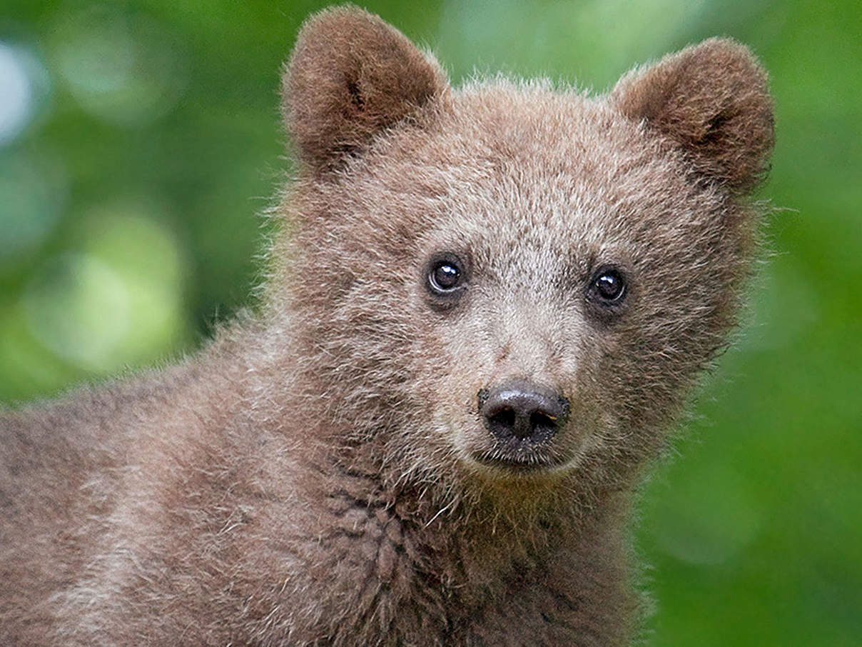 Braunbär-Junges © Shutterstock