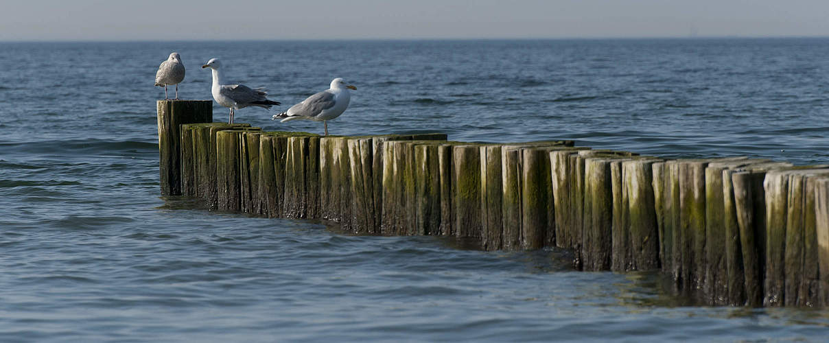 Möwen in Graal-Müritz an der Ostsee © Ralph Frank / WWF