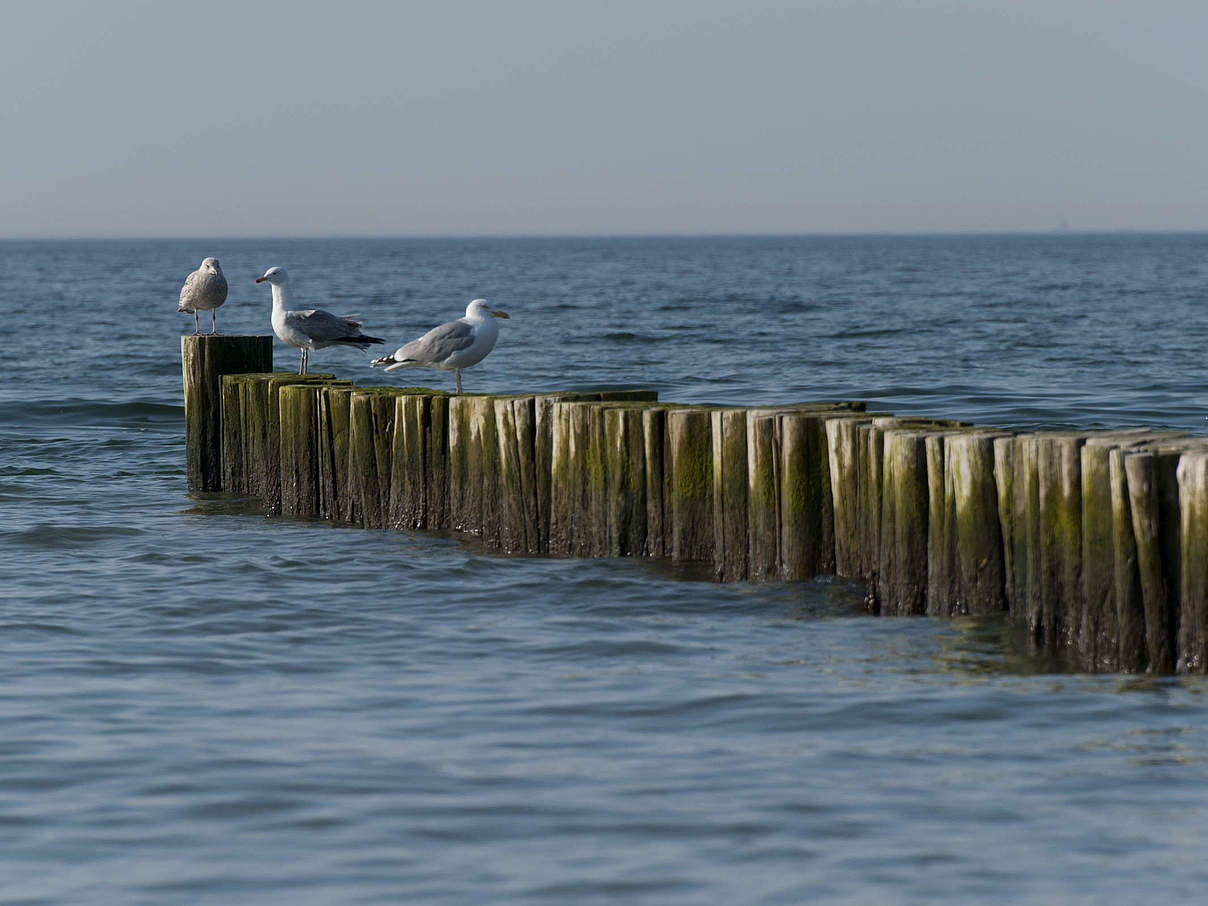 Möwen in Graal-Müritz an der Ostsee © Ralph Frank / WWF