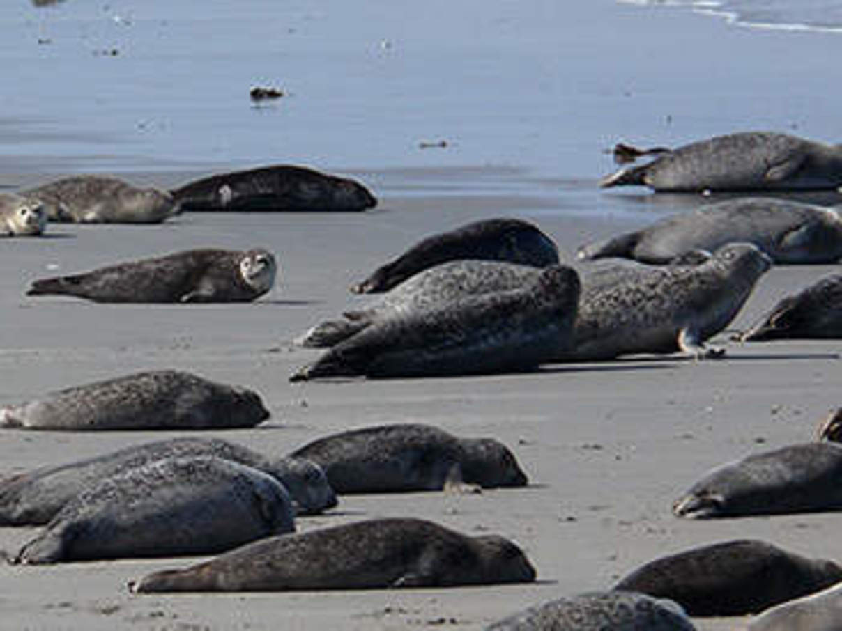 Seehunde. © Hans-Ulrich Rösner / WWF Seehunde. © Hans-Ulrich Rösner / WWF