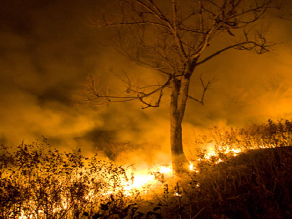 350 Waldbrand Der WWF führt 80 bis 90 Prozent der Brände auf menschliche Ursachen zurück. © WWF