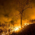 Der WWF führt 80 bis 90 Prozent der Brände auf menschliche Ursachen zurück. © WWF