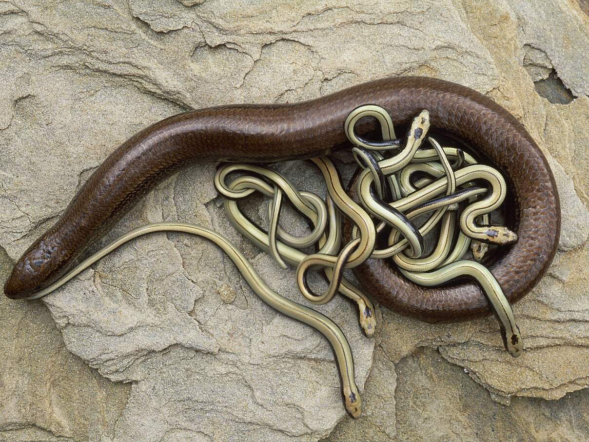 Blindschleiche mit Nachwuchs