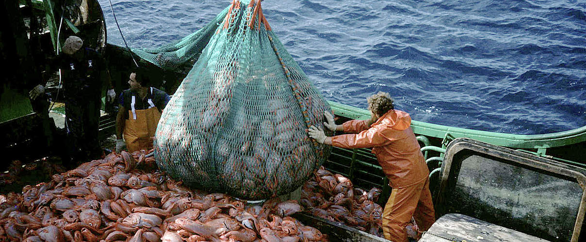 Granatbarsch im Netz © Australian Fisheries Management Authority