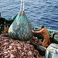 Granatbarsch im Netz © Australian Fisheries Management Authority