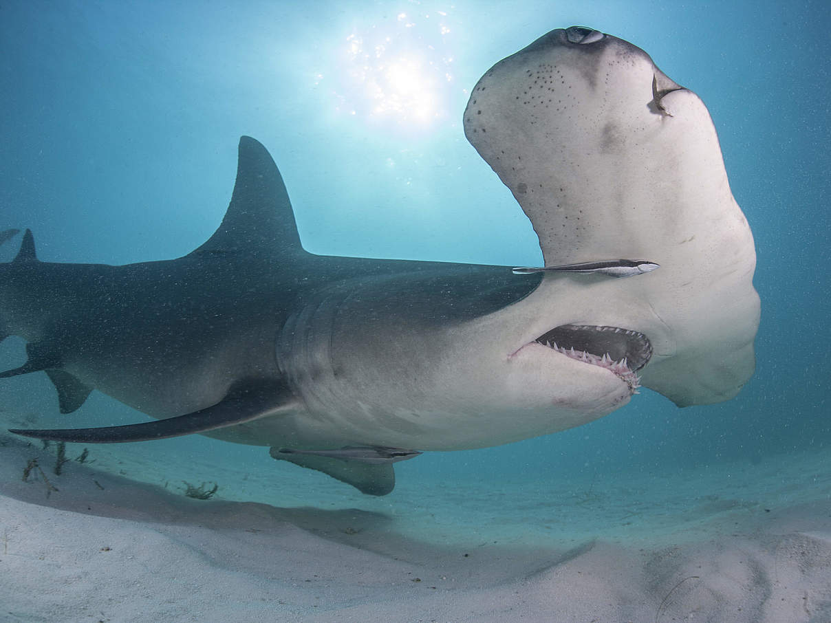 Hammerhai am Meeresgrund © Vincent Kneefel / WWF