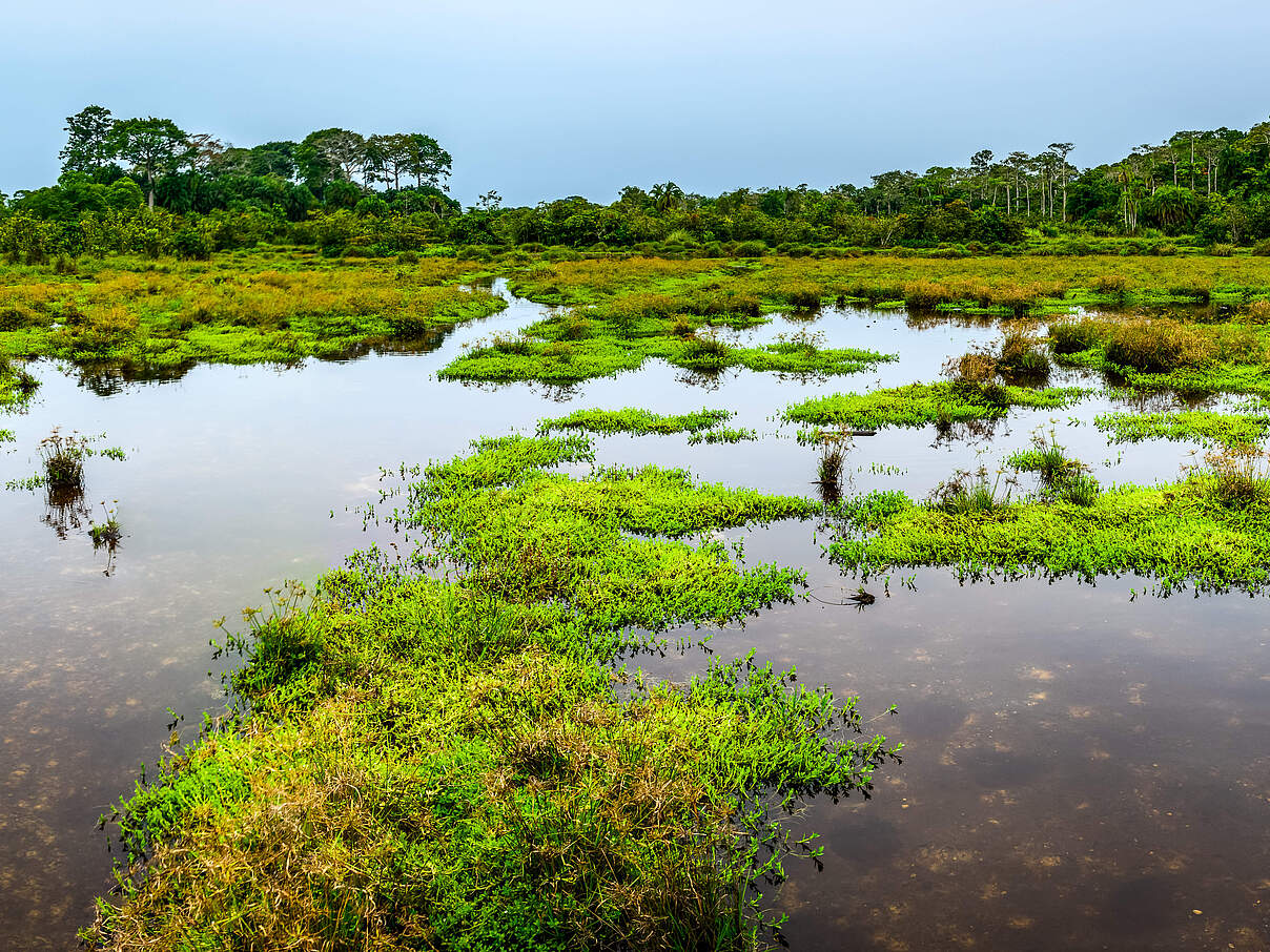 Blick auf tropisches Torfmoor mit tropischen Pflanzen im Hintergrund.