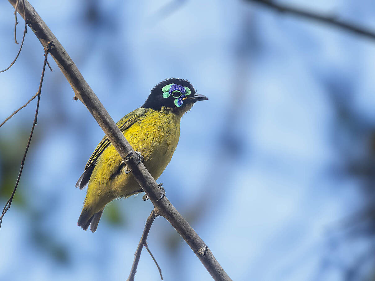 Gelbbauchjala (Philepitta schlegeli)