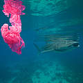 Walhai und Plastik (Philippinen) © Steve De Neef / National Geographic Creative