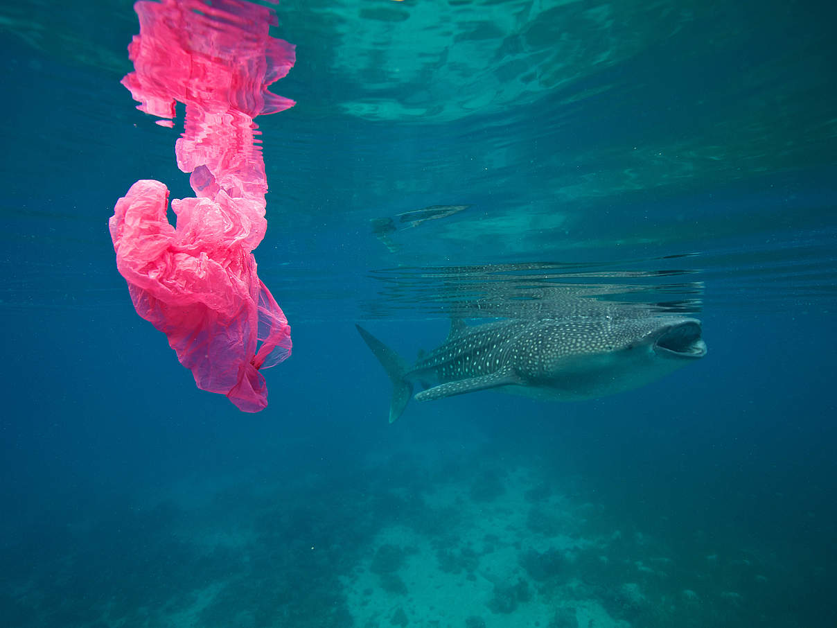 Walhai und Plastik (Philippinen) © Steve De Neef / National Geographic Creative