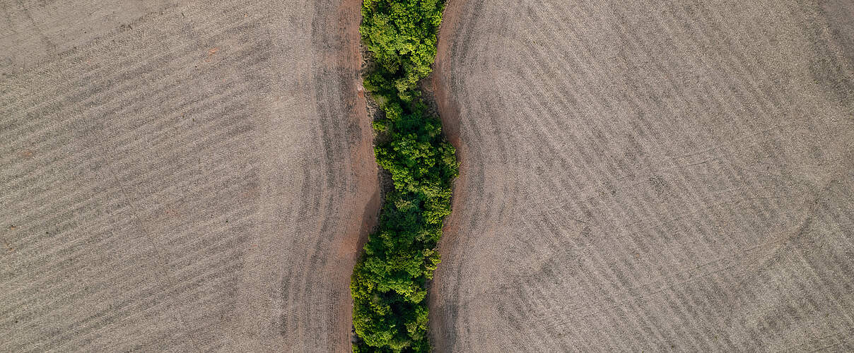 Entwaldungsflächen für den Soja-Anbau im Cerrado © WWF Brasilien
