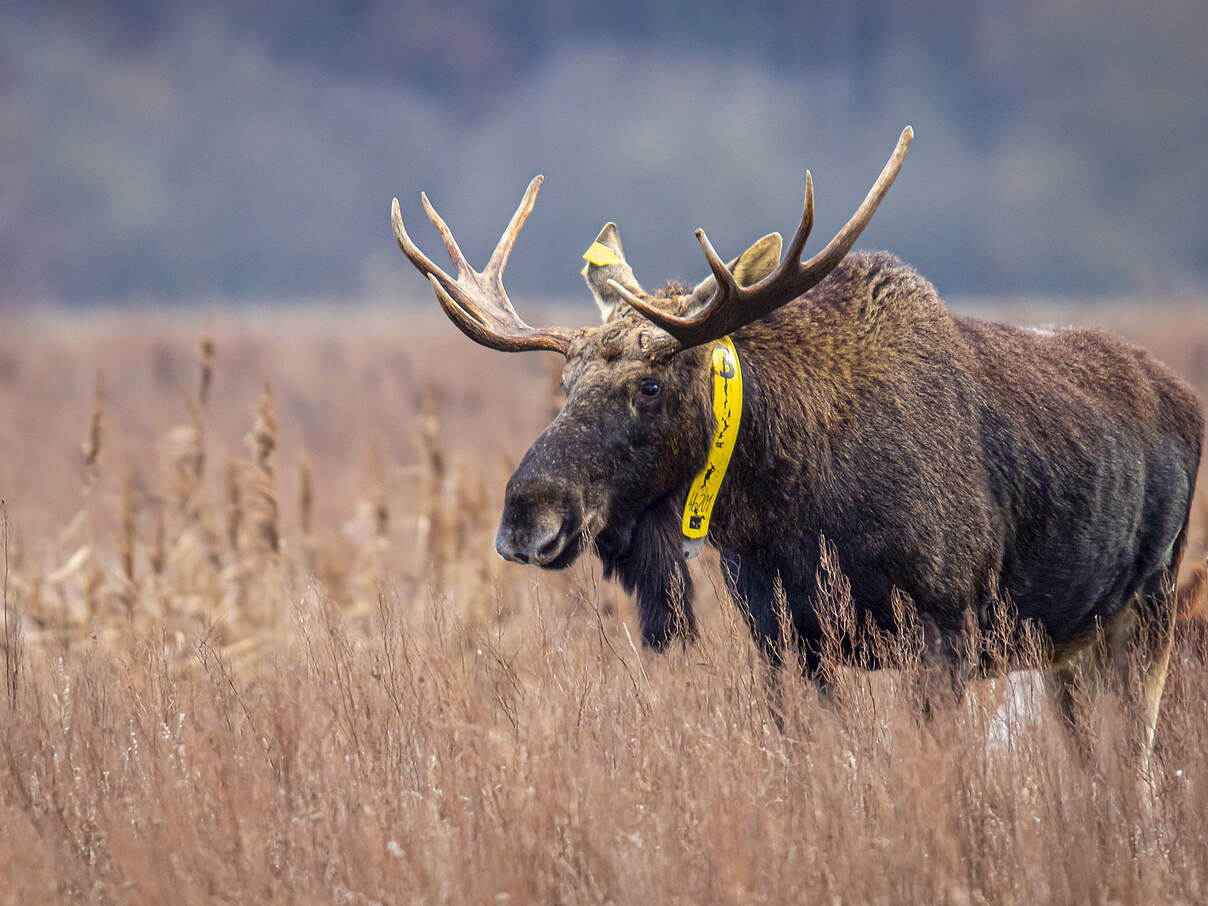 Bert der Elch lebt in Brandenburg