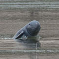 Irrawaddy-Flussdelfin © Fernando Trujillo / WWF-Greater Mekong