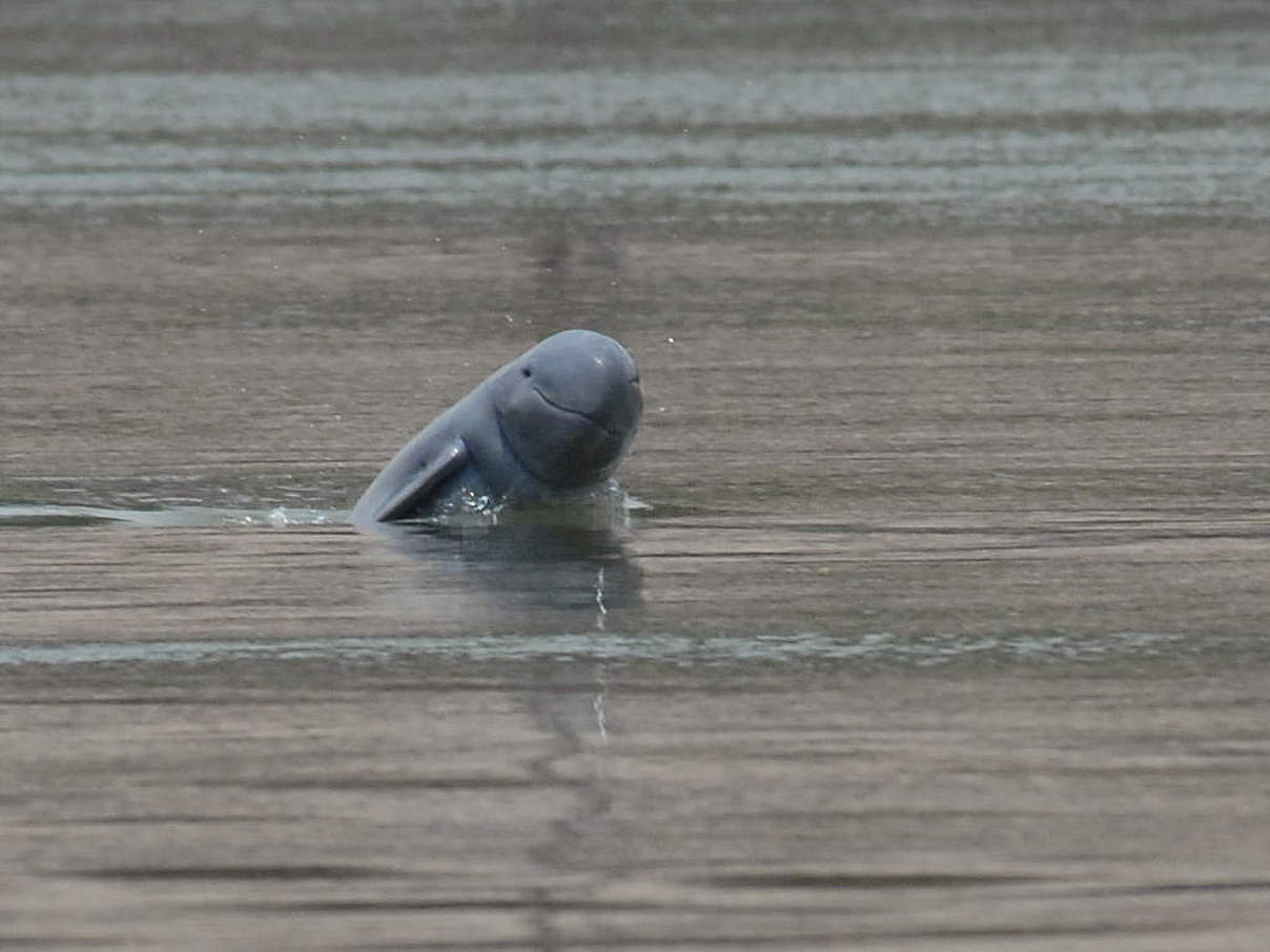 Irrawaddy-Flussdelfin © Fernando Trujillo / WWF-Greater Mekong