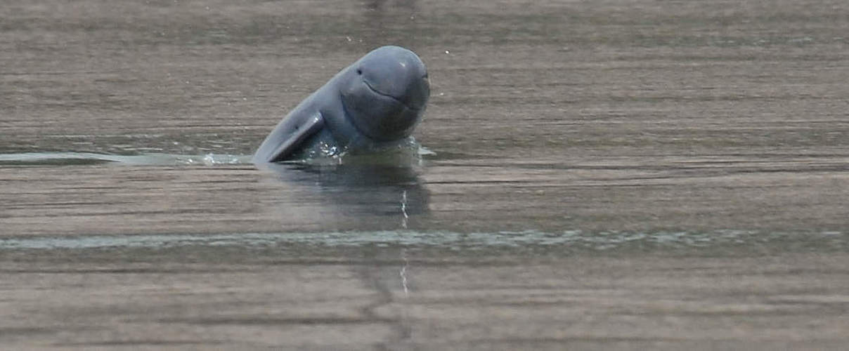 Irrawaddy-Flussdelfin © Fernando Trujillo / WWF-Greater Mekong